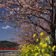 Sakura, Kawazu