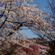 Sakura, Izu
