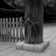 Meiji Shrine